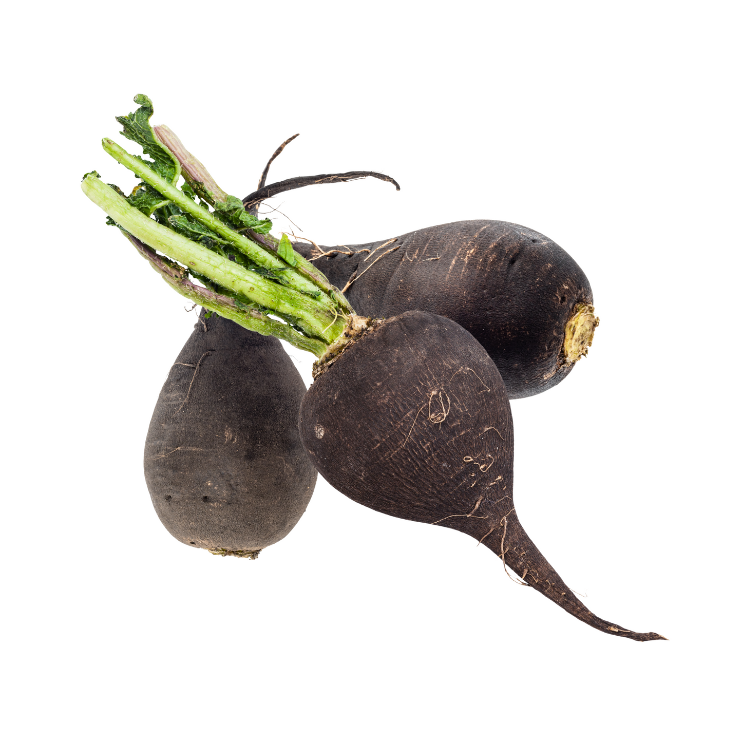 Rettich schwarz