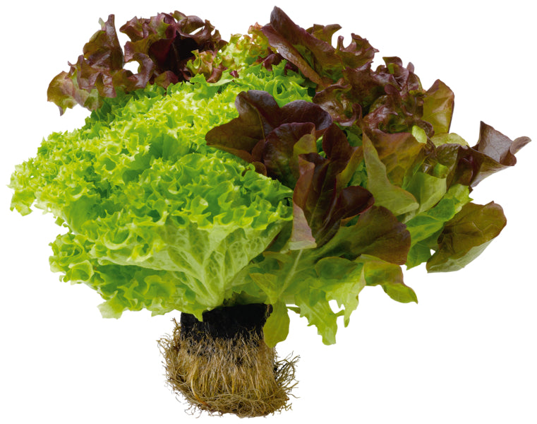 EDEKA Herzstücke Ballensalat Salat Trio Mix Belgien Tragetasche