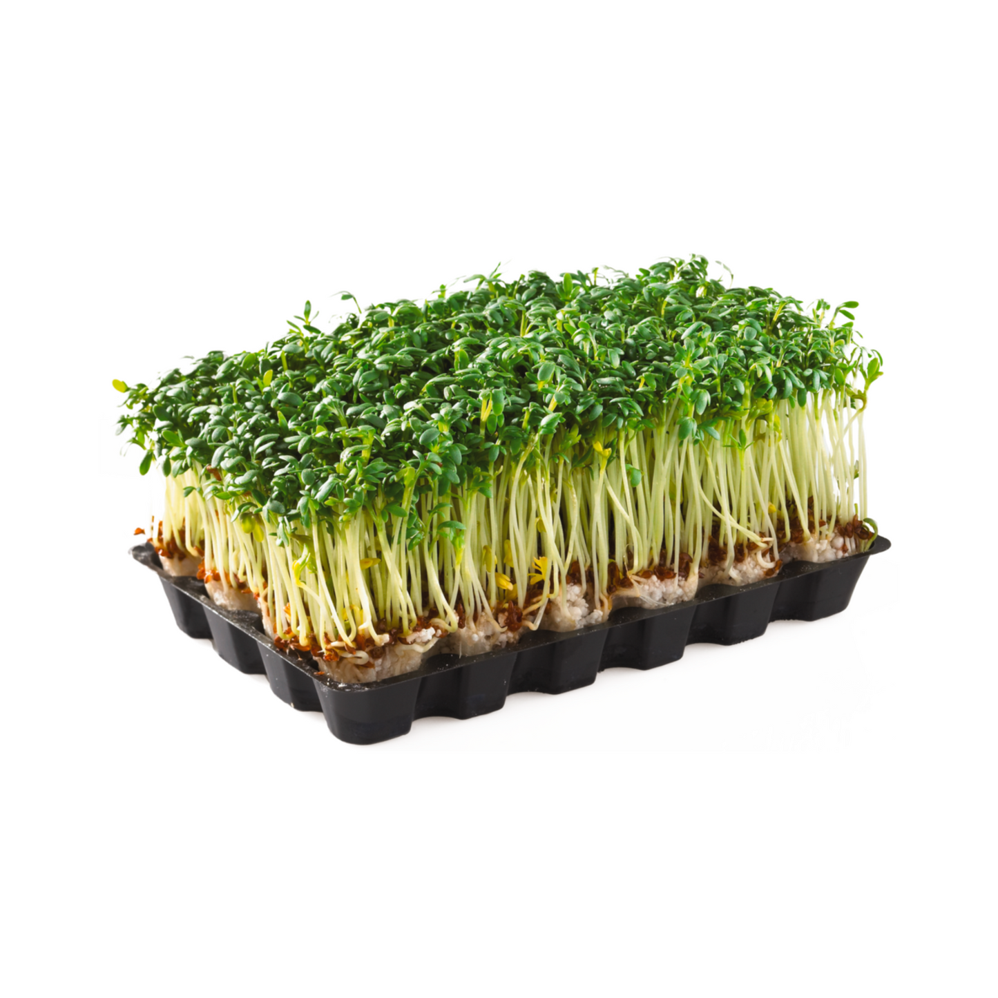 Bio Unsere Heimat Gartenkresse Deutschland,Niedersachsen Schale