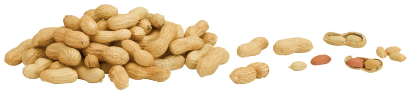 GUT&GÜNSTIG Erdnüsse in der Schale Jumbo Ägypten Klasse I 400g Beutel