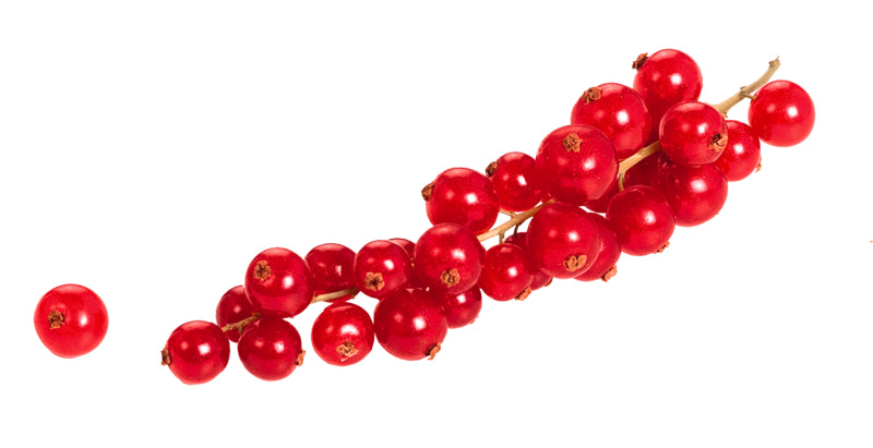 EDEKA Rote Johannisbeeren Niederlande Klasse I 125g Klarsichtpackung