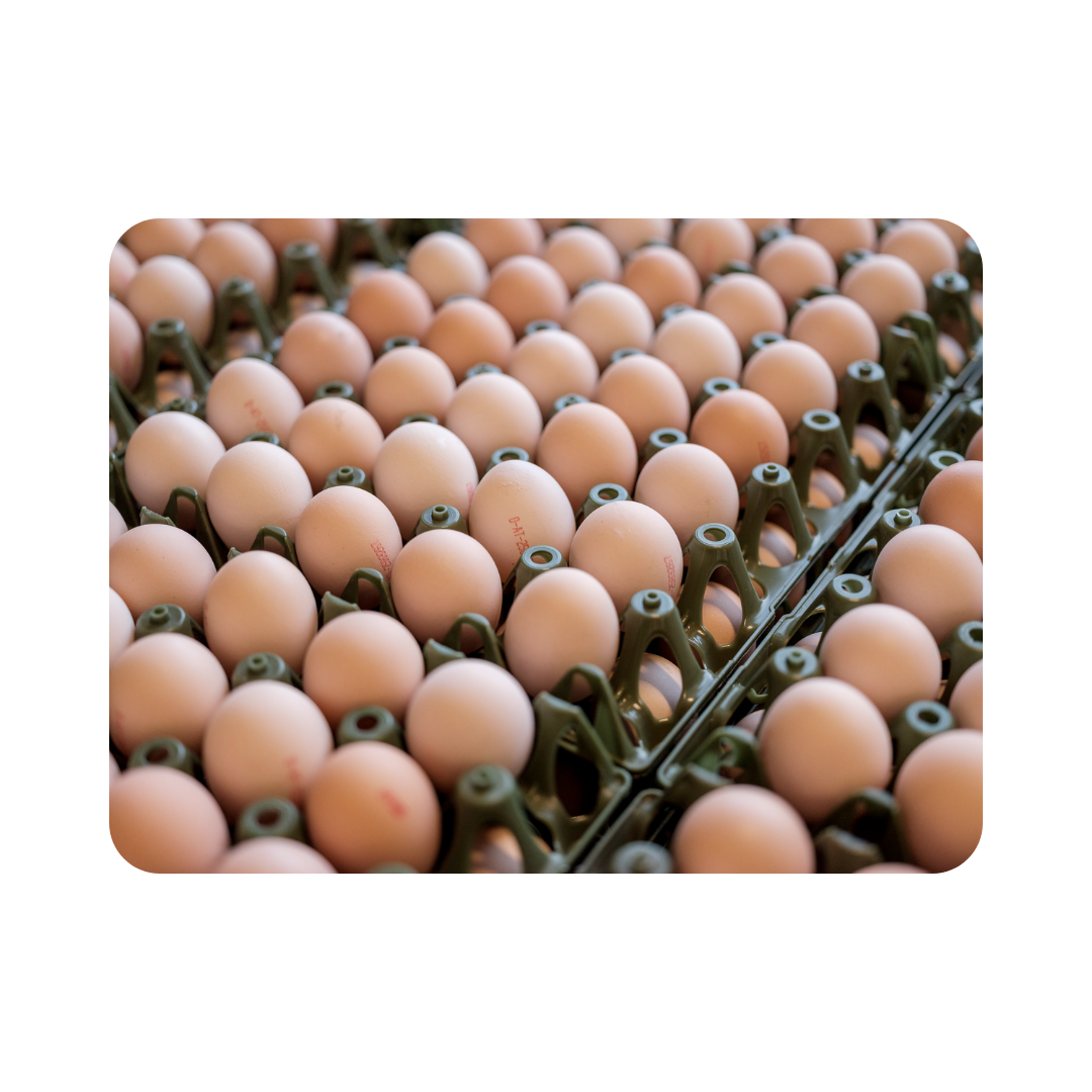 Waden Eier gekocht Bodenhaltung 25ST