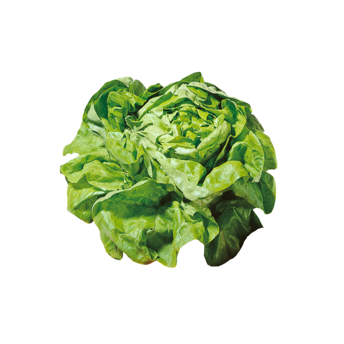 Ballensalat Kopfsalat Niederlande getütet