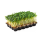 products/000000000080068279.png
