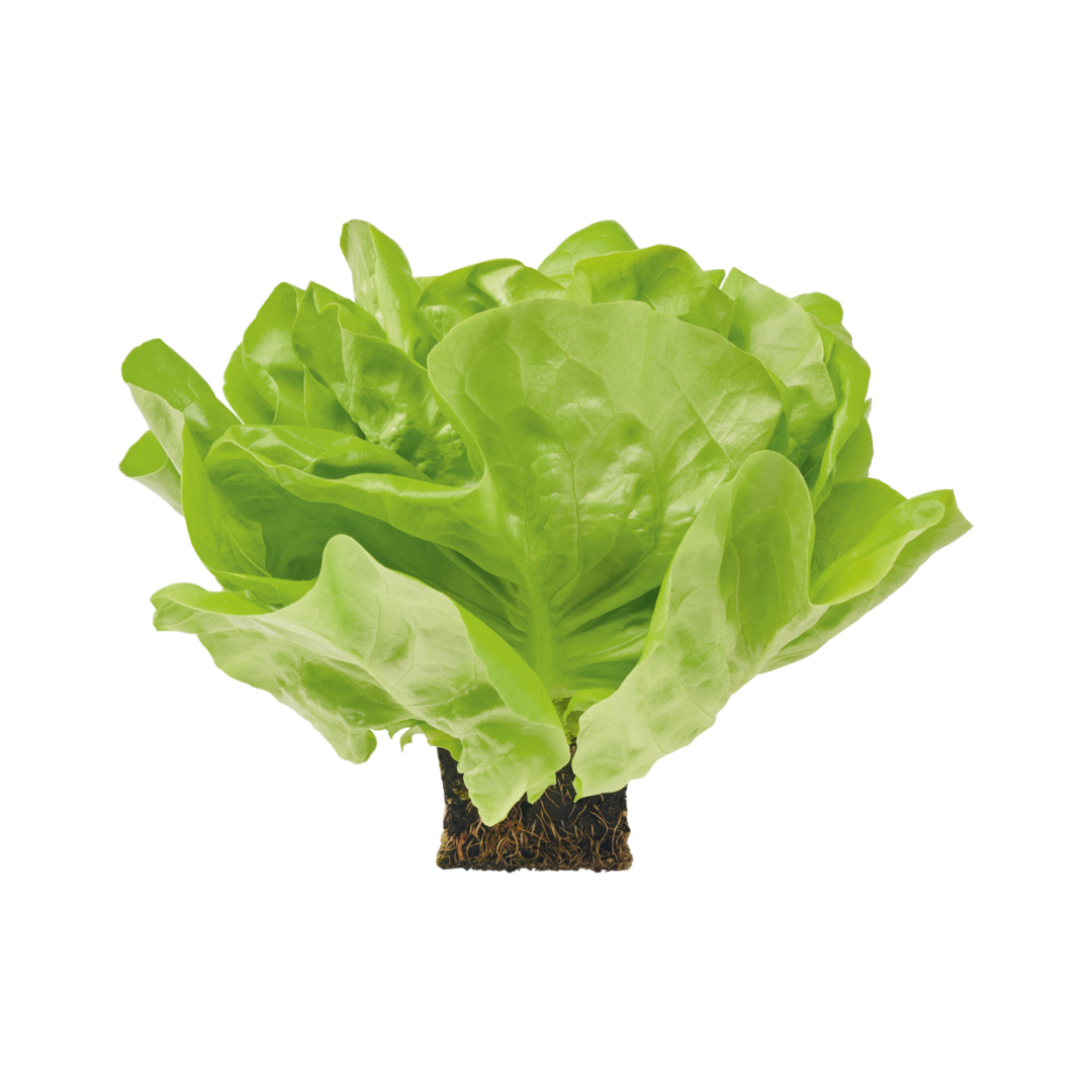 products/000000000080385325.png