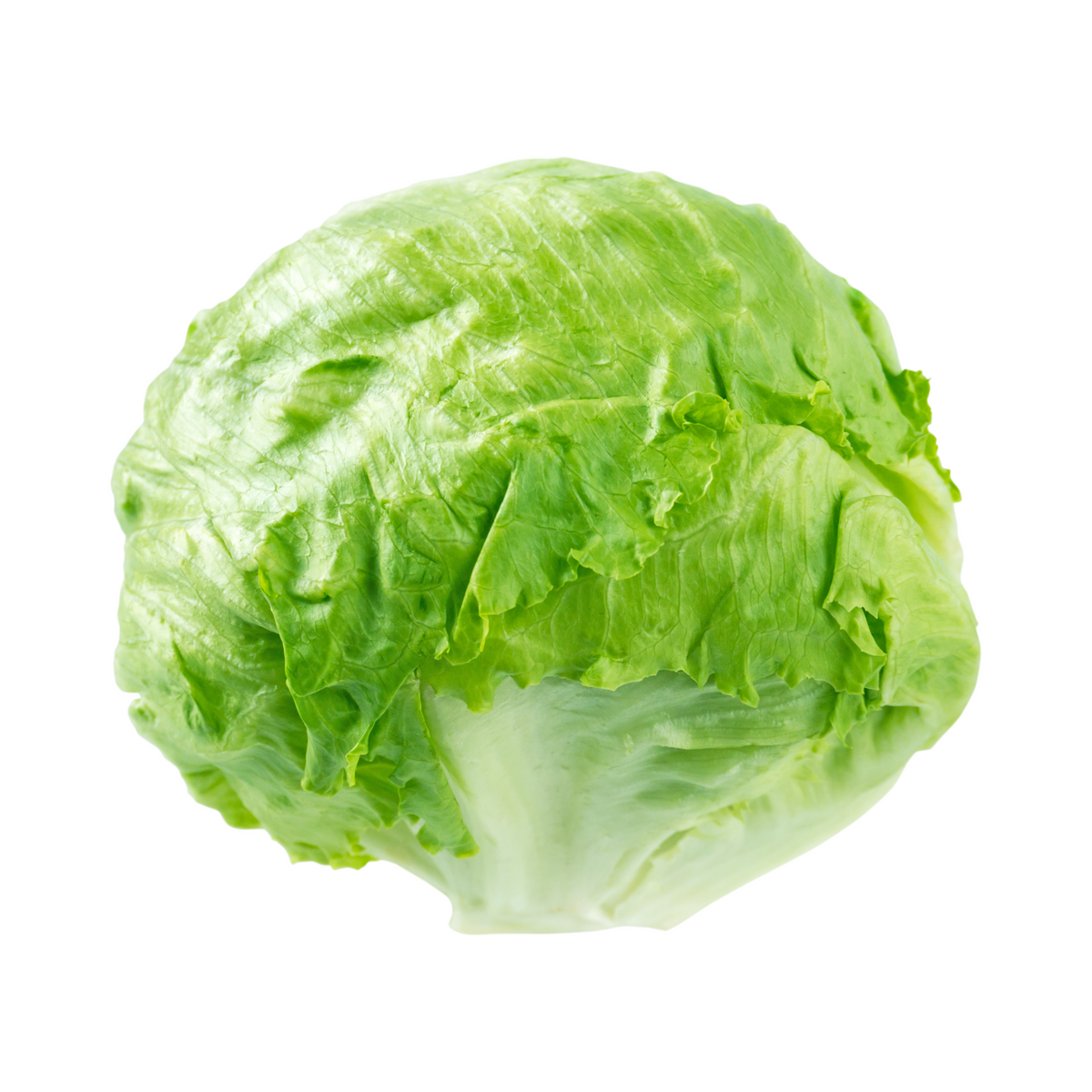 Eisbergsalat 10 Stück Spanien Klasse I Folie