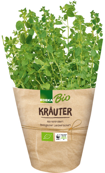 Bio EDEKA Oregano im Topf 13cm Deutschland getütet