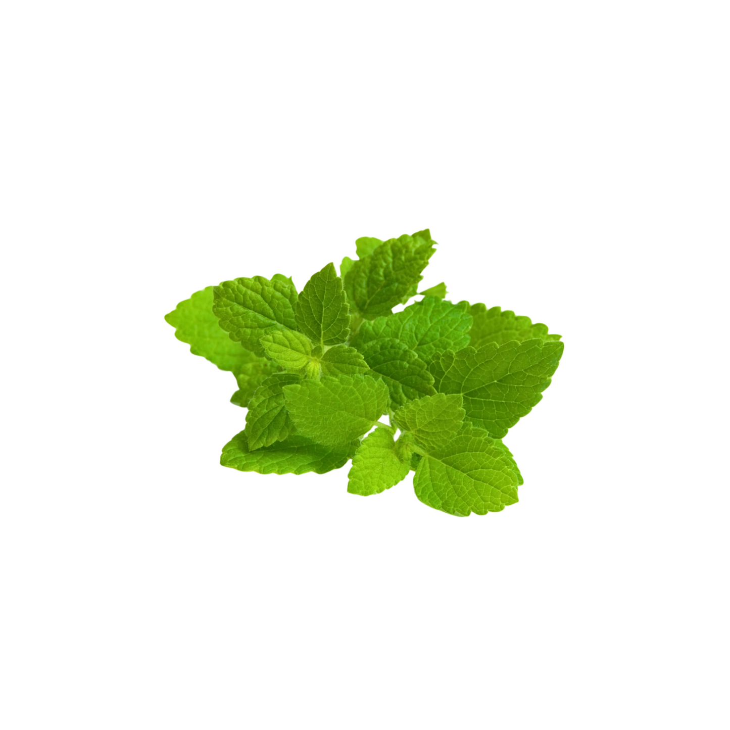 products/000000000086570022.png