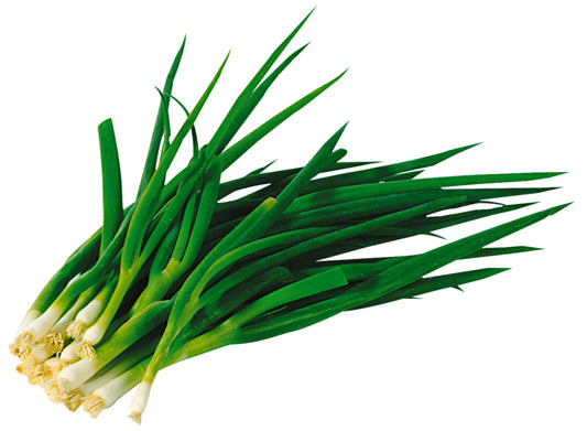 Lauchzwiebeln Ägypten Bund