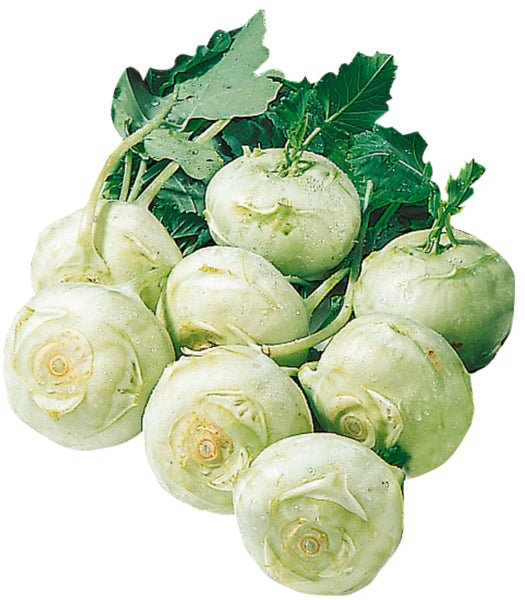 Kohlrabi weiß Spanien KIasse I
