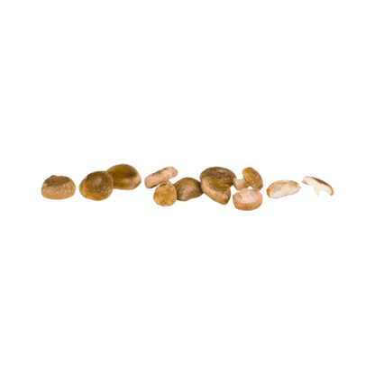 Bio Shiitake Pilze mittel (30-60mm) Deutschland 100g Schale mit Flowpack