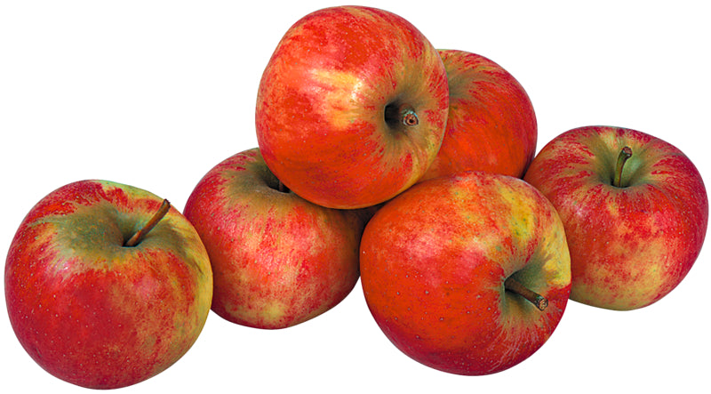 Unsere Heimat Äpfel Elstar Deutschland Klasse I