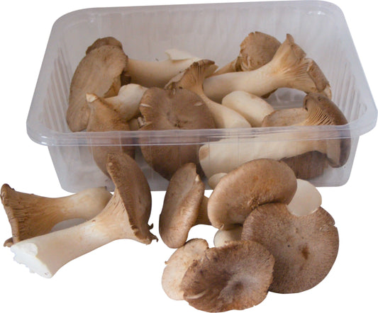 Bio Kräuterseitlinge mittel (25-55mm) Deutschland 100g Schale