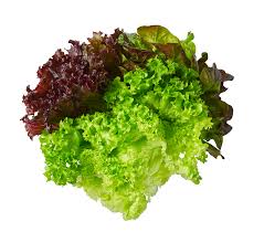 EDEKA Lollo Rosso Salat