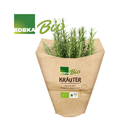 EDEKA Bio Rosmarin im Topf