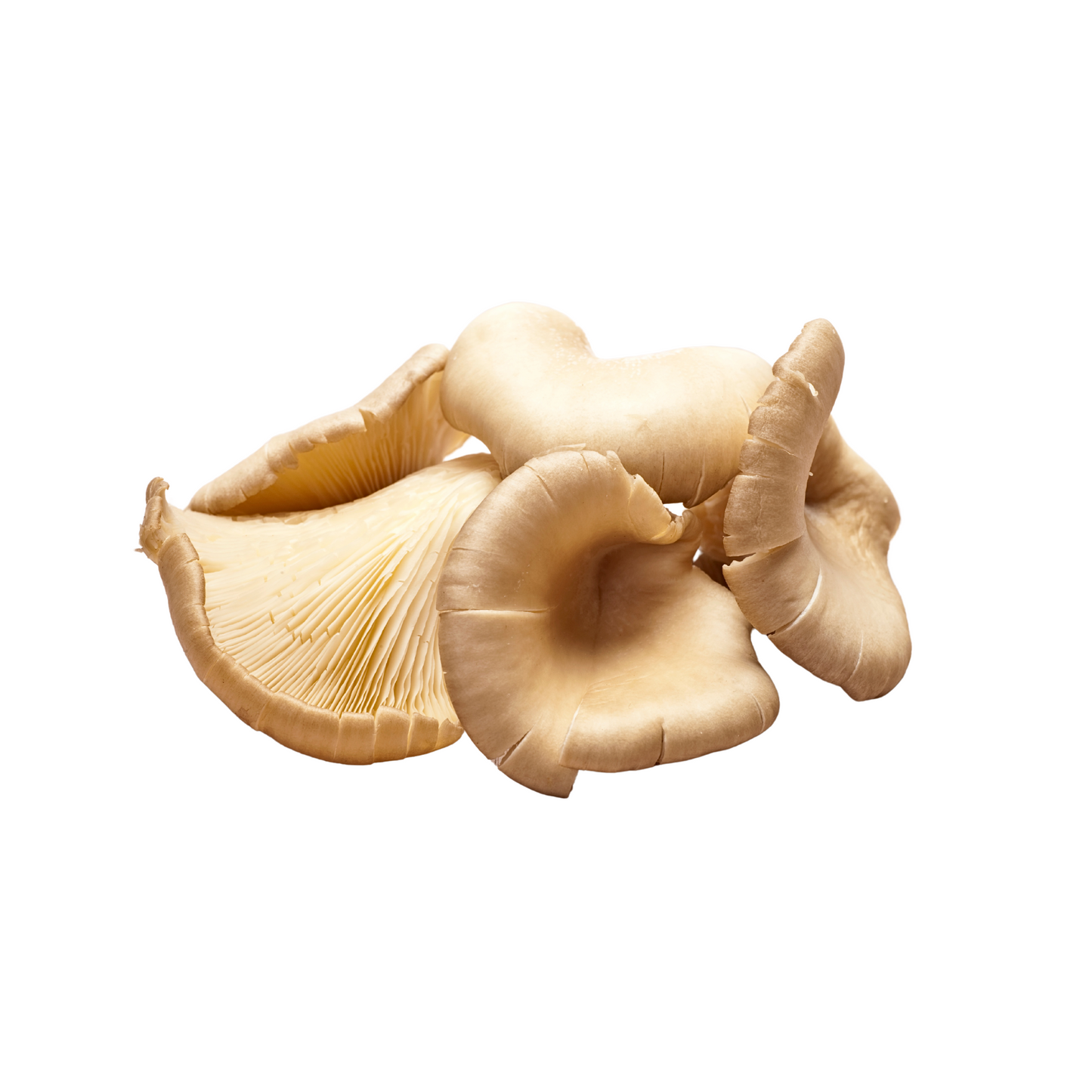 EDEKA Bio Austernpilze Deutschland 200g